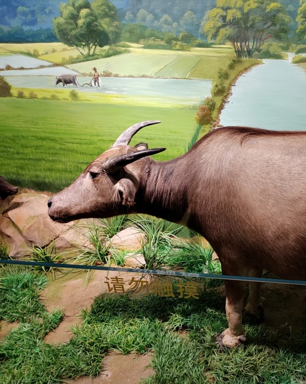 華南農(nóng)業(yè)博物館——大地文明的詩(shī)篇